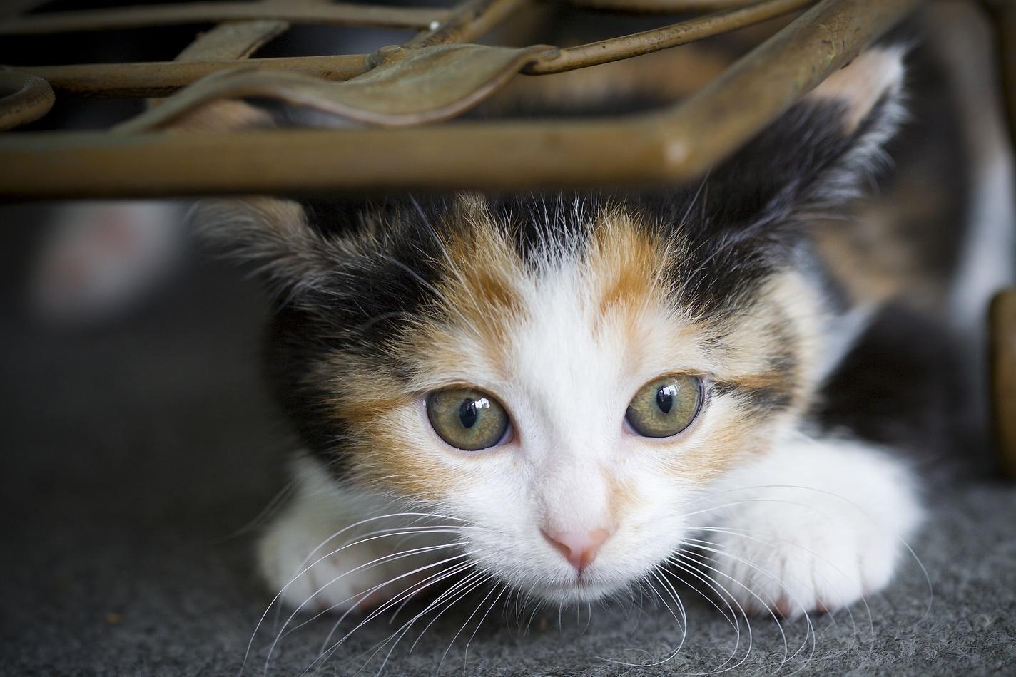 calico-kitten-hiding-under-chair Fonott szék alatt kucorgó kis tarka cica.