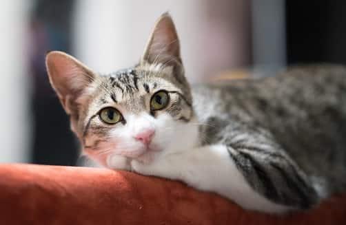 nyugodt macska a kanapé háttámláján