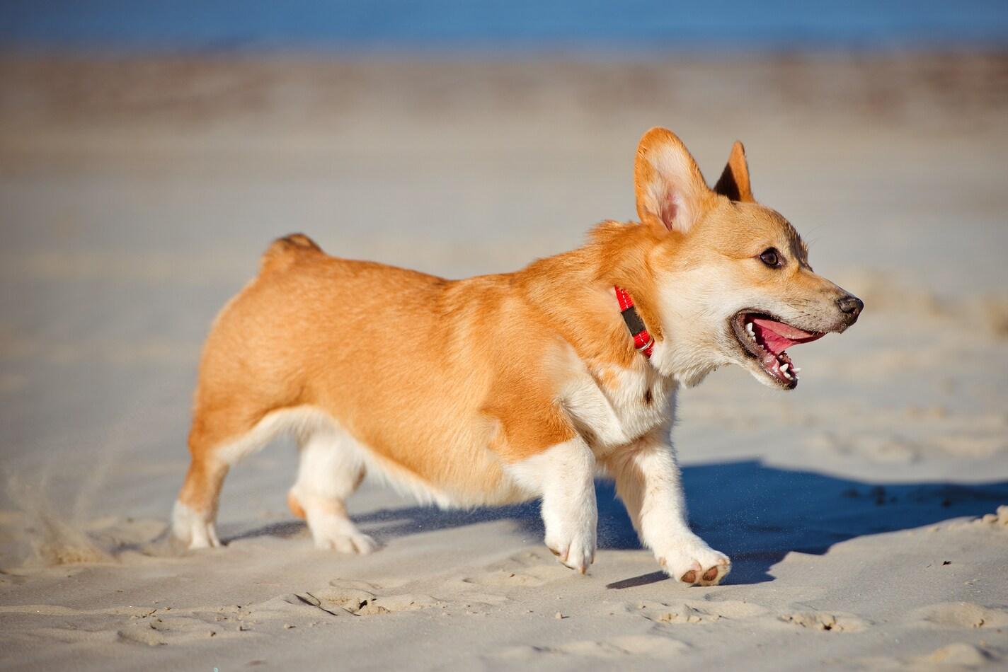 corgi-puppy-running-on-beach Welsh corgi pembroke kiskutya a tengerparton