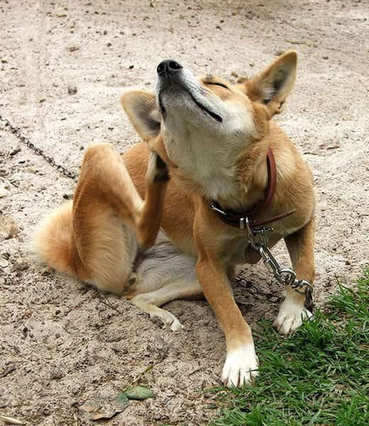 Pórázon levő kutya odakint vakarózik. Pórázon levő kutya odakint vakarózik.
