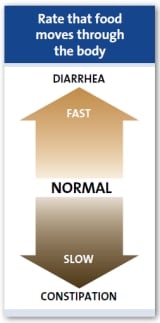 A táplálék haladási sebessége a szervezetben A táplálék haladási sebessége a szervezetben