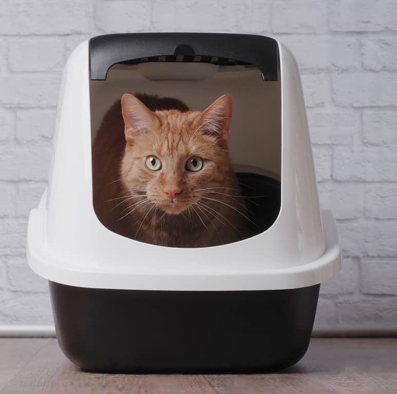 Fehér macska kék nyakörvben ásít Fehér macska kék nyakörvben ásít.