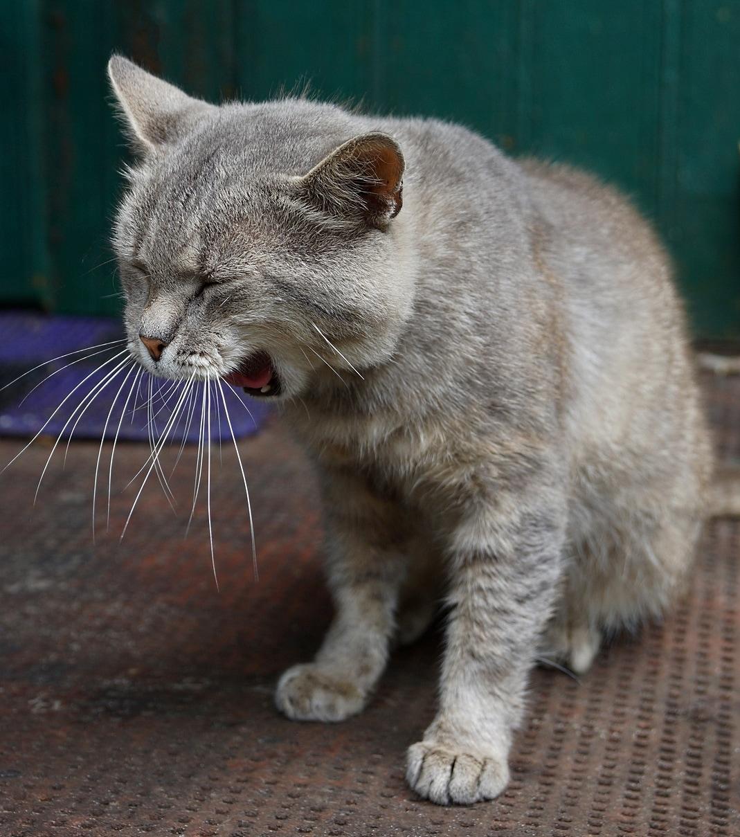 cat-yawning-on-doorstep ásító macska a küszöbön