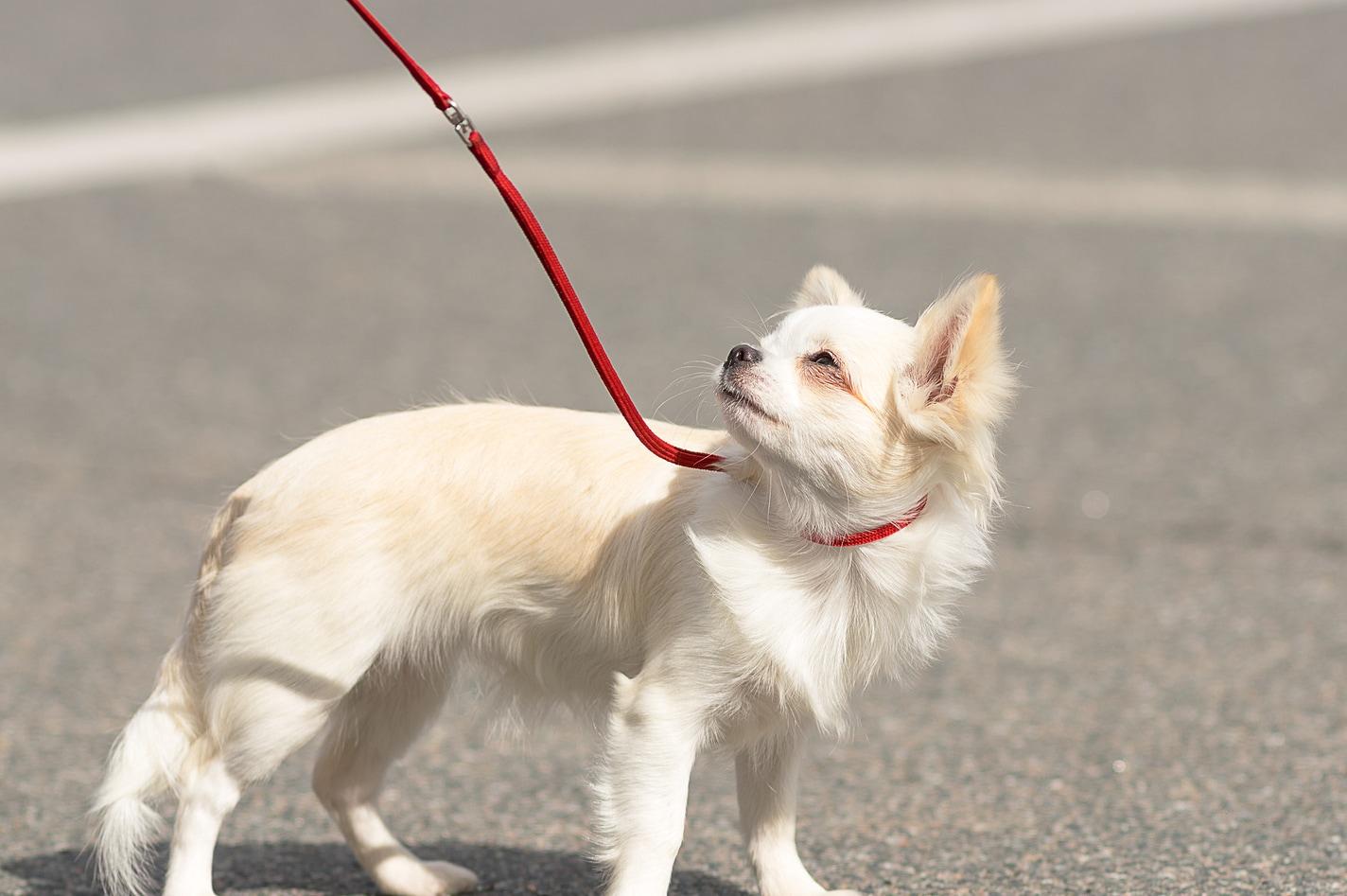 long-haired-chihuahua-on-leash Hosszú szőrű, pórázon vezetett csivava homlokot ráncol a napfényben.
