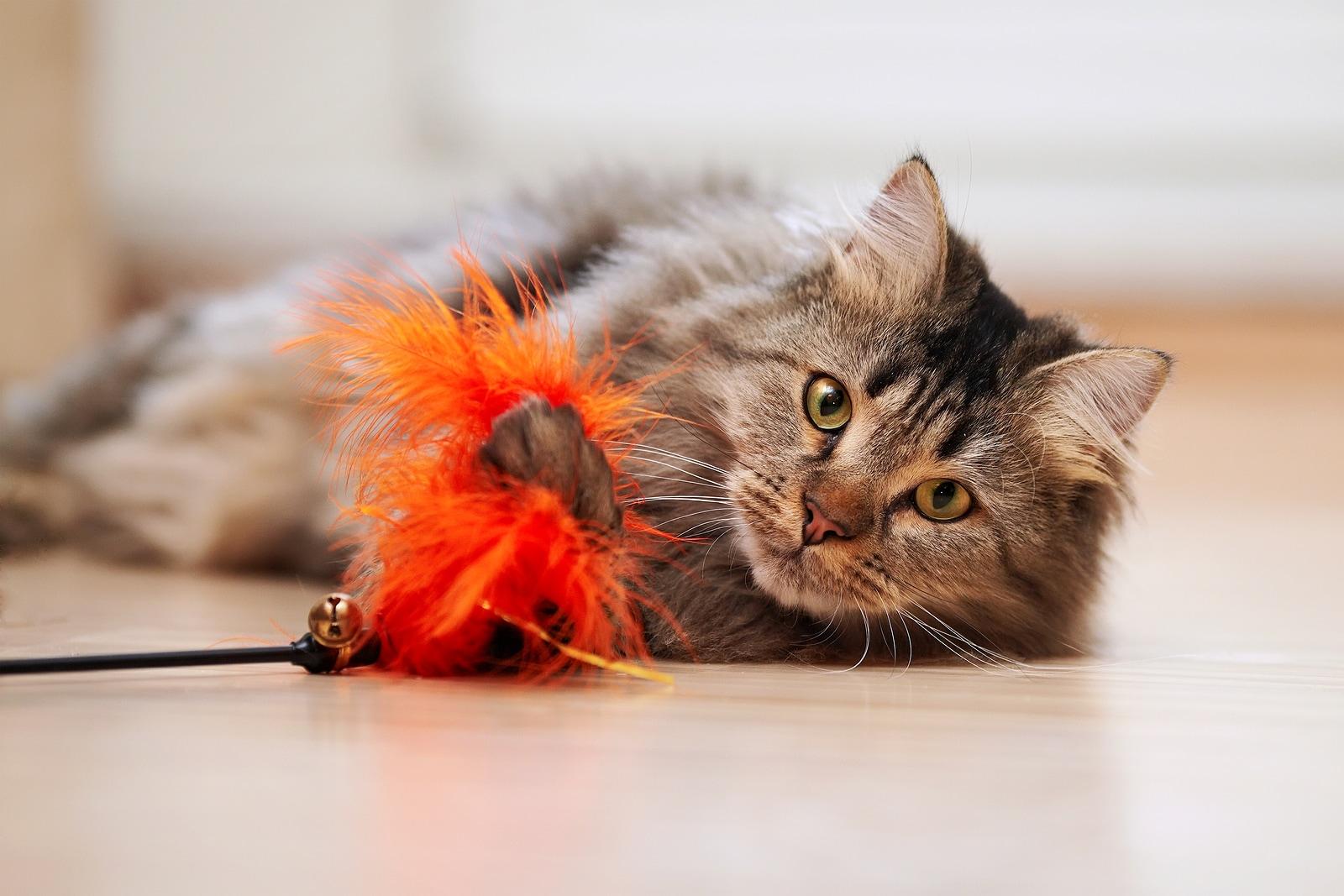 maine-coon-playing-with-orange-feather-toy Maine coon macska narancssárga játékával játszik a földön.