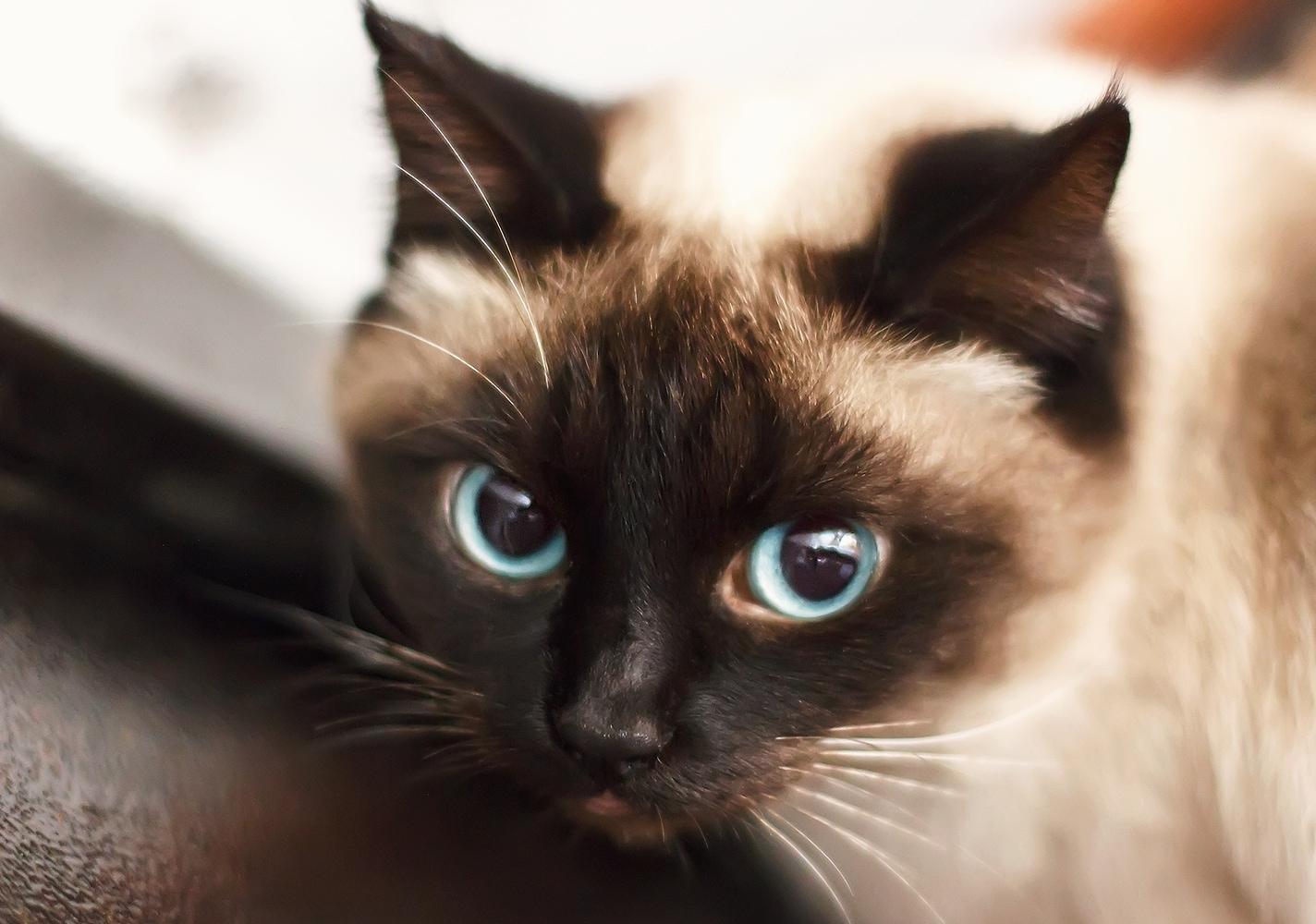 Kék szemű Sziámi cica.