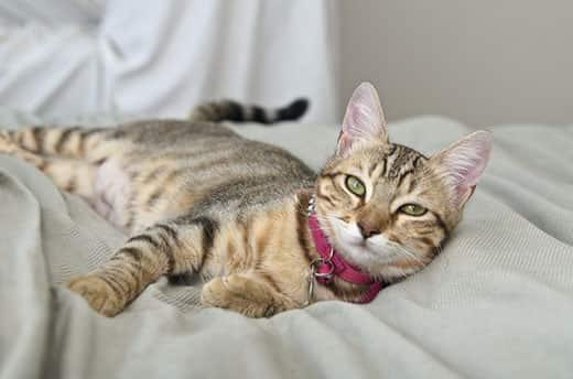 Gray, striped tabby Cat laying on bed