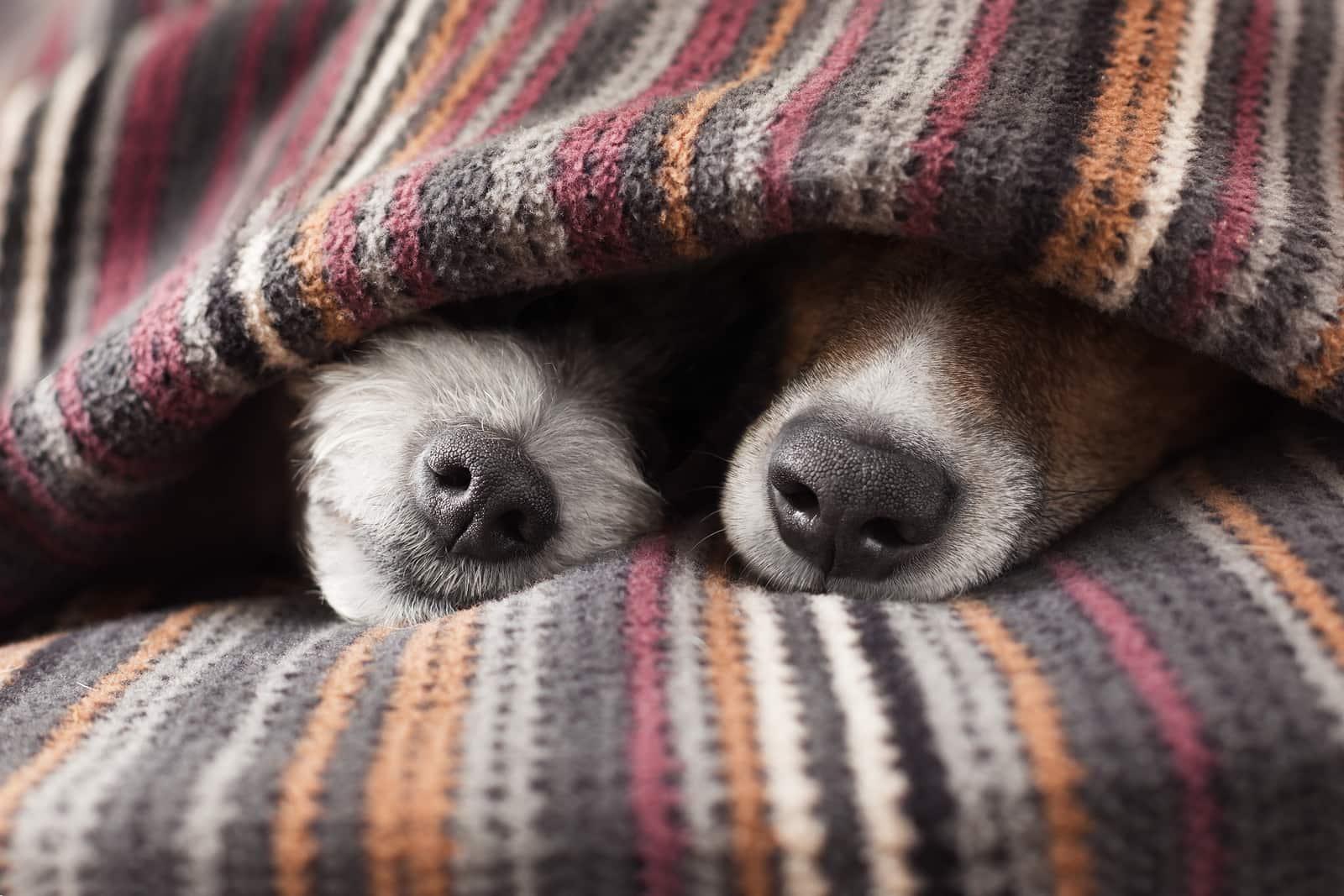 Two dog noses poking out from under a blanket