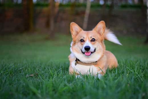 Mosolygó Welsh corgi pembroke kutya fekszik a zöld fűben
