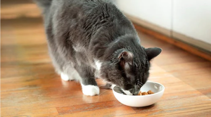 Cat eating from bowl on wood floor