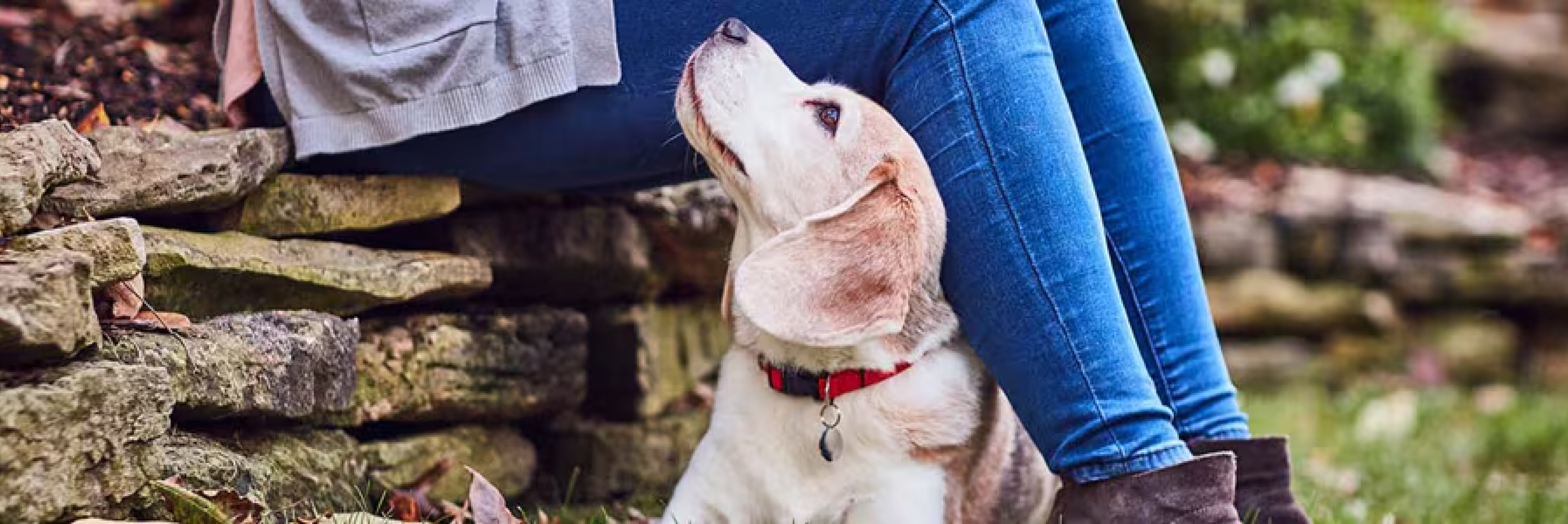 A kutya szeretettel néz a gazdára