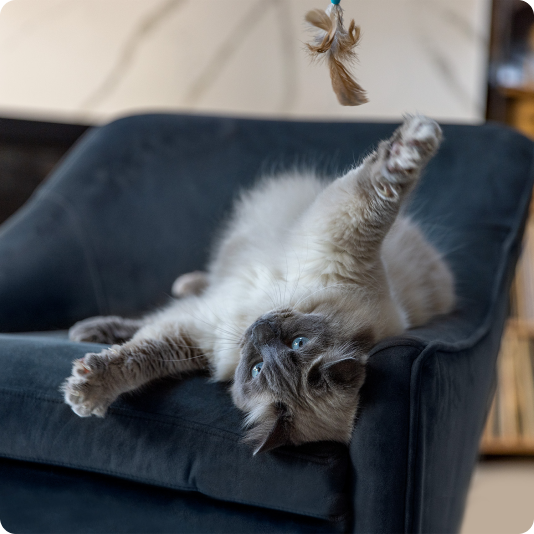 A grey cat lying on a navy blue chair