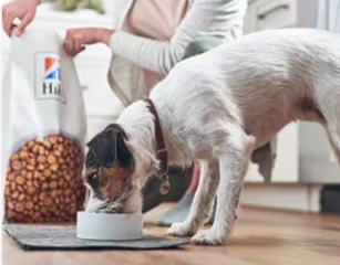 Egy kutyus Hill's eledelt eszik