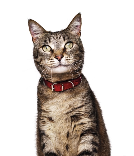 Happy cat looking at camera