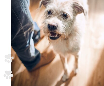 sruffy dog at the feet of owner