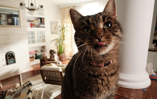 Cica az eledelét várja