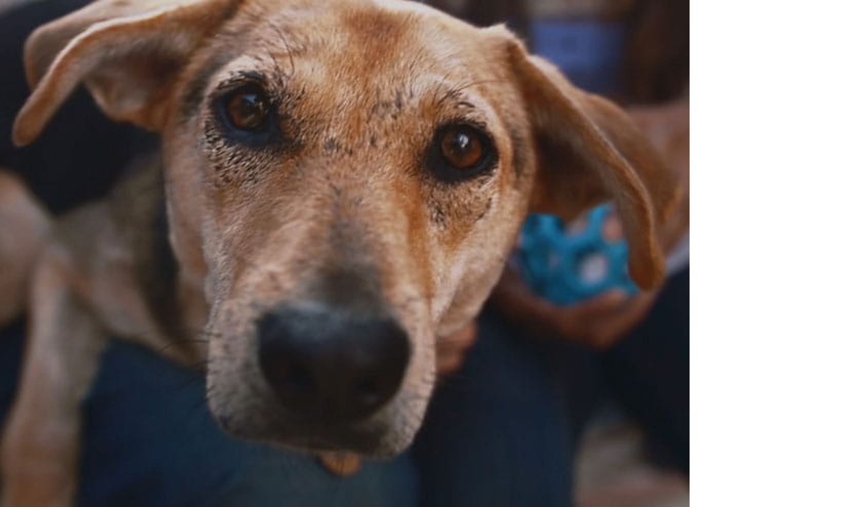 Kutyus felnéz a kamerába.