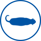 Túlsúlyos macska ikon