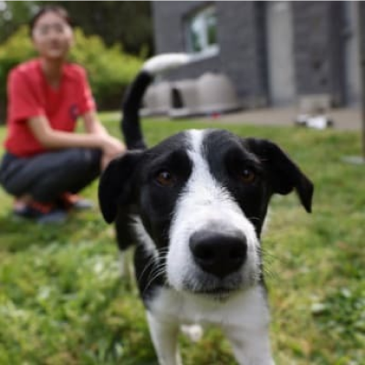 Kutya odakint egy fiatal lánnyall