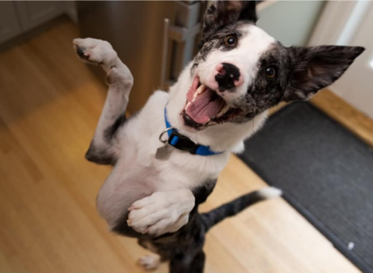 Boldogan ugráló kutya