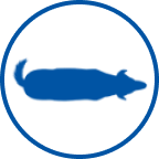 Túlsúlyos kutya ikon