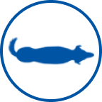 Egészséges kutya ikon